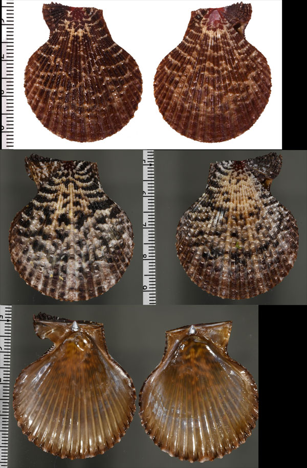 カスリヒオウギ Mimachlamys lentiginosa small