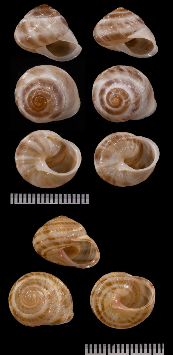 バハマミスジコダママイマイ (仮称) Hemitrochus filicosta small