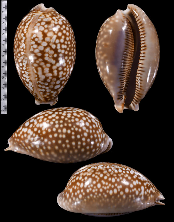 ユキシカダカラ Macrocypraea cervus lindseyi small