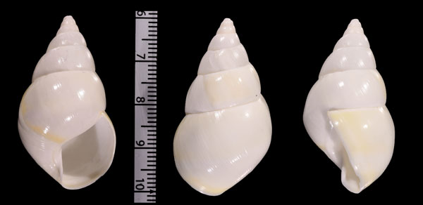 キイロイトヒキマイマイ Liguus fasciatus luteus small