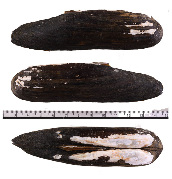 ツツササノハ (仮称) Lanceolaria eucylindrica small