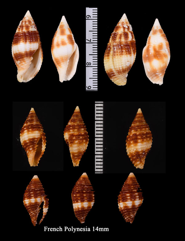 マルベッコウフデ Pseudonebularia rubritincta small