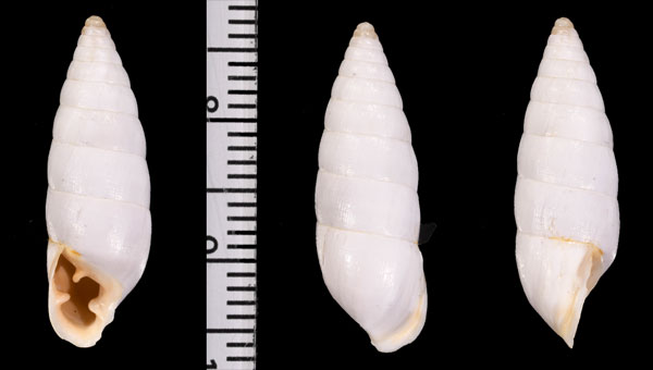 トゥルヌフォールキセルモドキ (仮称) Chondrus tournefortianus small