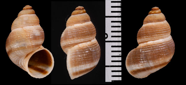 マルタスジオカタマキビ (仮称) Pomatias sulcatus melitensis small