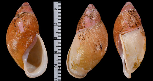 クチベニオオアカマイマイ Mirinaba erythrosoma small