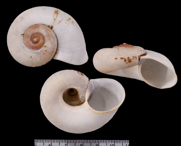 フィッシャーヤマタニシ (仮称) Aperostoma fischeri small