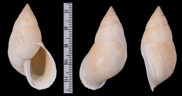 ハイランドペルーマイマイ (仮称) Neopetraeus altoperuvianus small