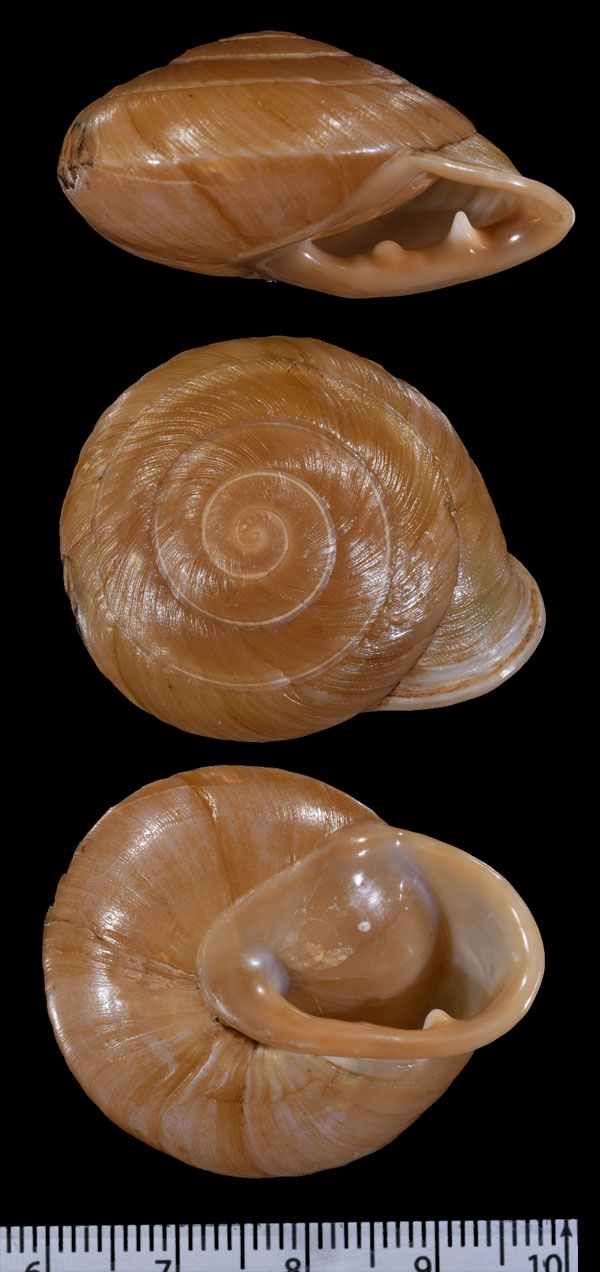 フタバココアマイマイ (仮称) Pleurodonte fuscolabris small