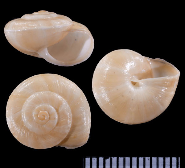 アルモグラベコマイマイ (仮称) Theba pisana almogravensis small