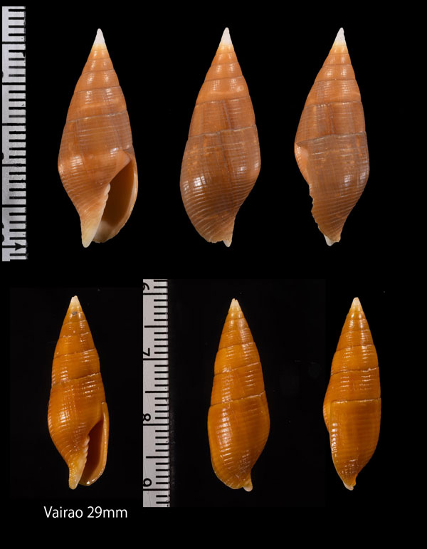 タヒチフデ (仮称) Strigatella testacea small