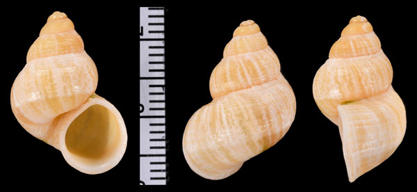 マウレタニアタマキビの仲間 Tudorella mauretanica pachya small