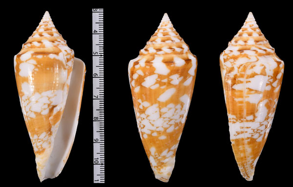 トウダカユメノウキグモイモ (仮称) Conus amadis castaneofasciatus arbornatalis small