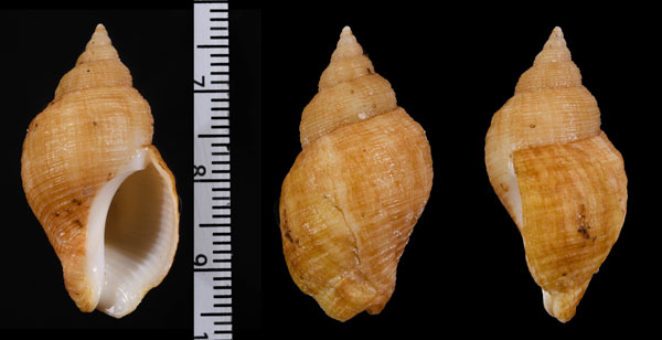 ホソスジウネマキボラ Burnupena papyracea papyracea