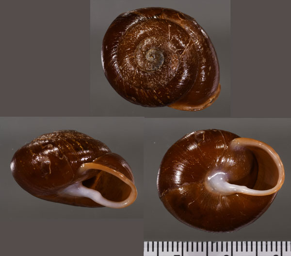 ヒシャゲオニグチマイマイ （仮称） Isomeria basidens gudeana small