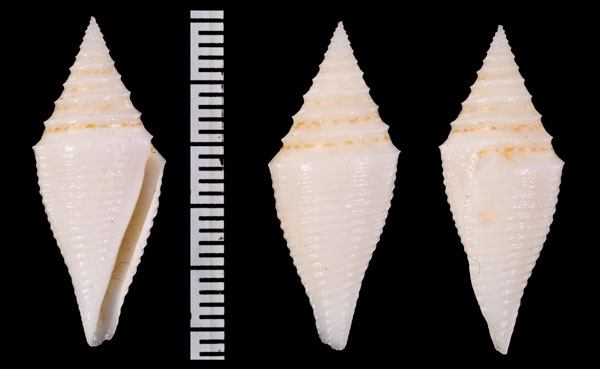 ビアトリックスツムイモ (仮称) Conus beatrix small