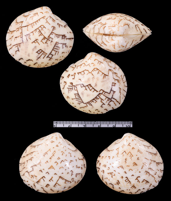 マルオミナエシ Lioconcha castrensis small