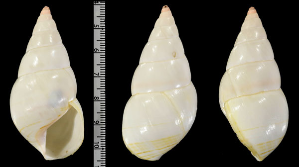 シンプソンイトヒキマイマイ Liguus fasciatus simpsoni small