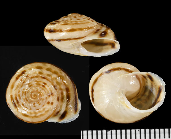 ヒラキヌメマイマイ (仮称) Plagioptycha gregoriana small