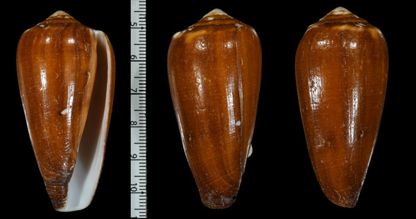 ベゾイアジロイモ (仮称) Conus elisae small