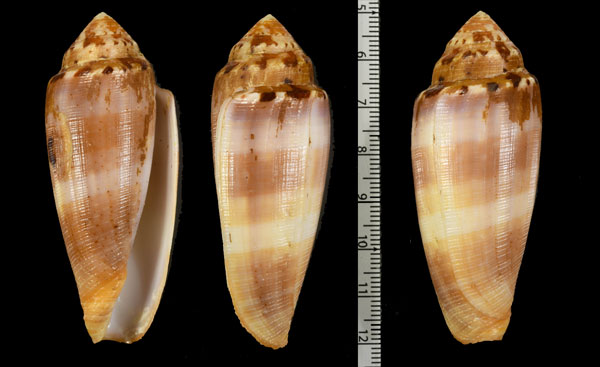 ブリゼアナガベッコウイモ (仮称) Conus circumcisus brazieri small