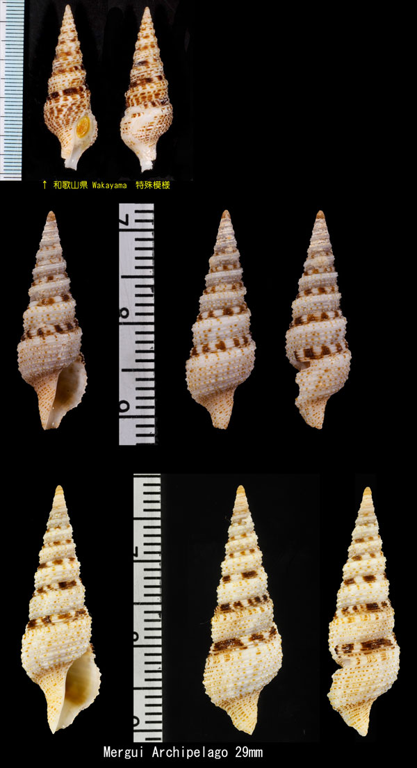 オランゴシャジククダマキ (仮称) Lophiotoma olangoensis