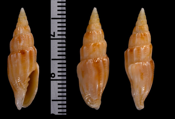 ヒメトサツクシ Vexillum sp. small