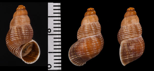 バレアレスタマキビ　(仮称) Tudorella ferruginea small
