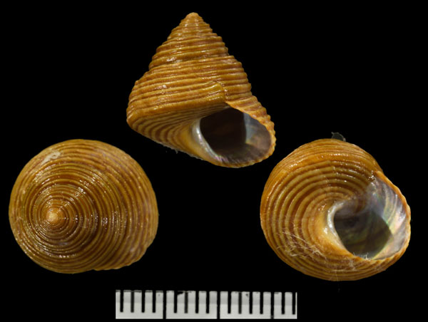 セイガンスジエビス Calliostoma ligatum small
