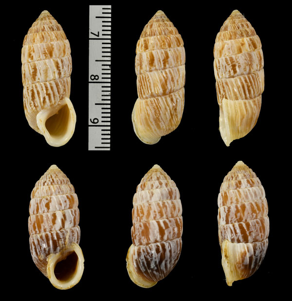 ホソスジカレハオオタワラ (仮称) Cerion tenuicallum small