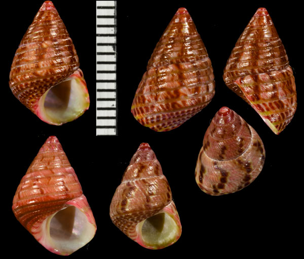 ニシキチグサ Cantharidus pulcherrimus small