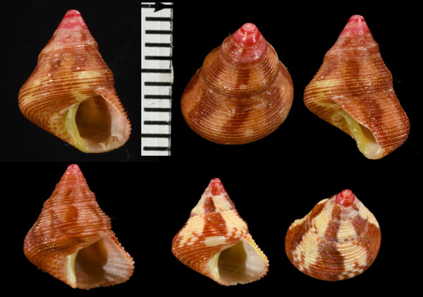 ミナミチグサ Cantharidus lehmanni small