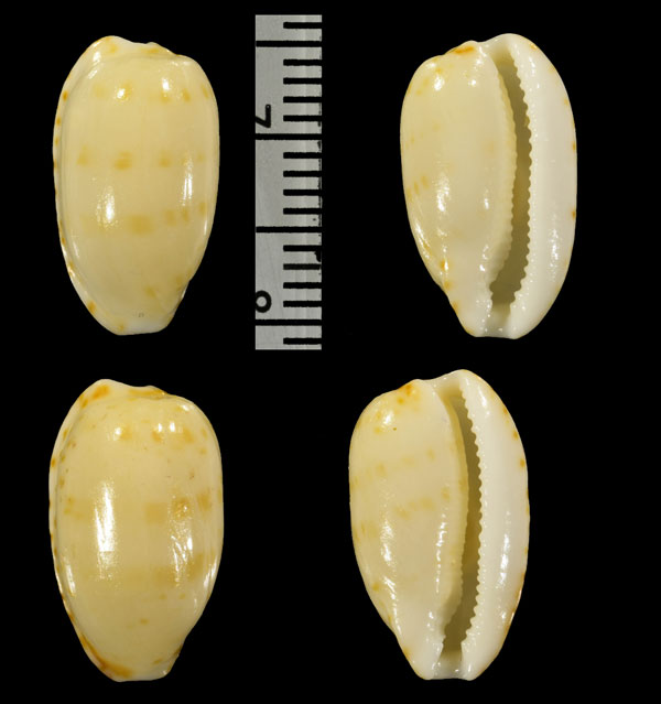 ソバカスダカラ 雀斑宝 Notocypraea pulicaria small