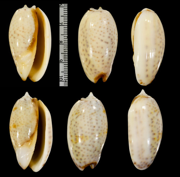 チャグチセキトリマクラ (仮称) Oliva bulbosa form labiapicta