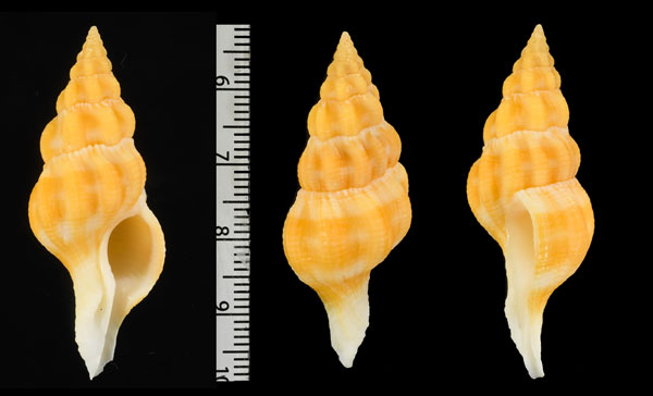 パーソンツノマタ Fusolatirus pearsoni