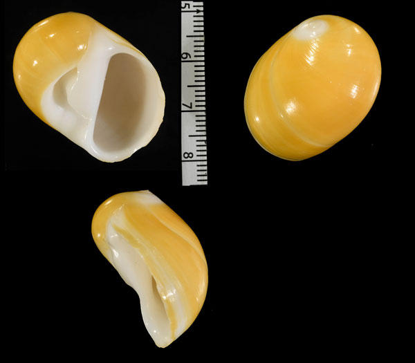 レモンタマツバキ Polinices citrinus