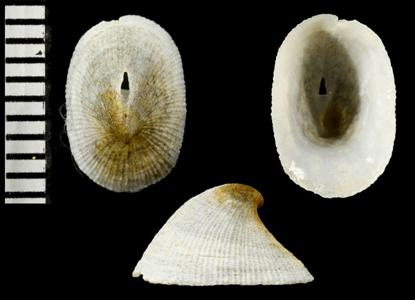 トサコウダカスカシ Puncturella tosaensis small