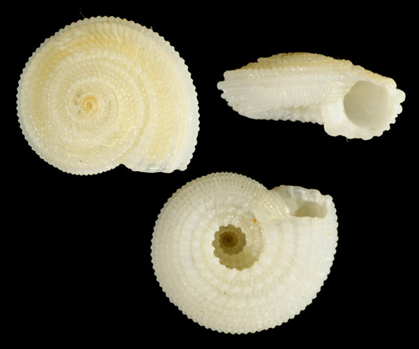 カドバリナワメグルマ Pseudotorinia amoena small