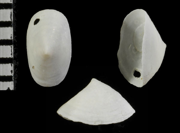 カムリワタゾコシロガサ Cocculina tosaensis small