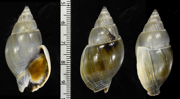 ナンヨウムラサキヨフバイ Nassarius canaliculata small