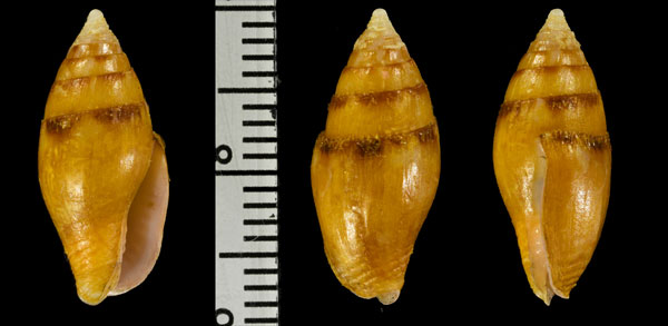 ニヨリムシエビ Pyrene obtusa small
