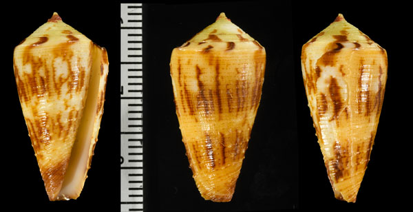 ウツクシミナシ Conus striatellus lictor small