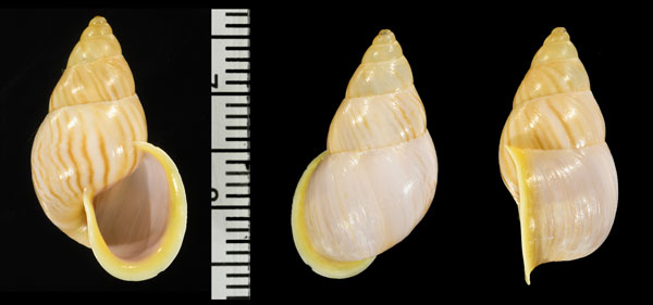 デルファイミカンマイマイ （仮称） Drymaeus strigatus delphinae small