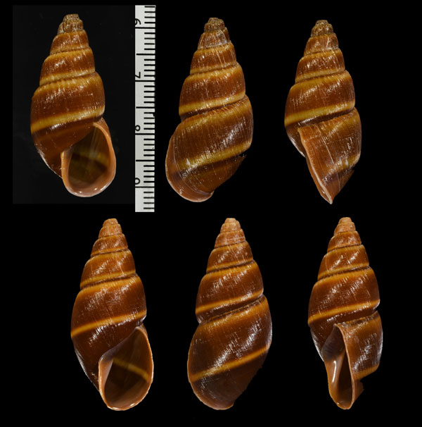 フタオビホソナガマイマイ （仮称） Thaumastus bitaeniatus small