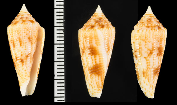 レオブレライモ Conus leobrerai small
