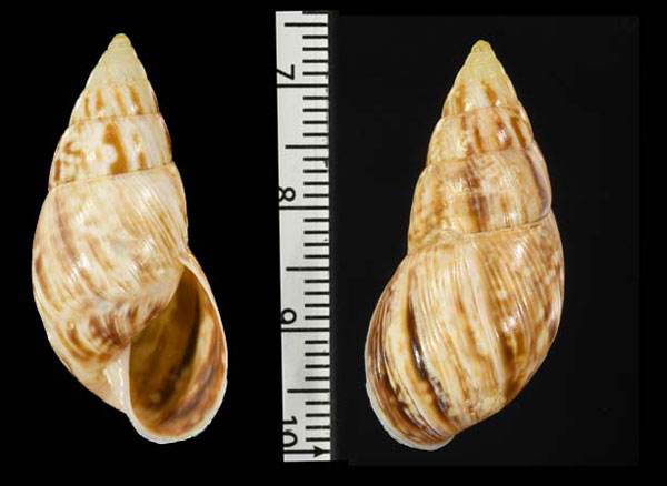 チンボラソミカンマイマイ (仮称) Drymaeus sp. small