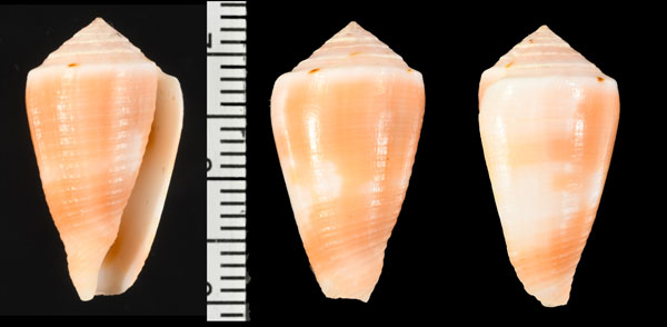 アンバロイドヤキイモ (仮称) Conus magus ambaroides small