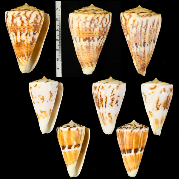 マラッカイモ Conus malacanus small