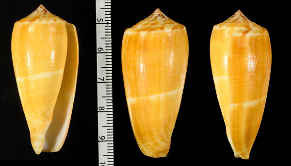マルヤキイモ Conus magus ustulatus small