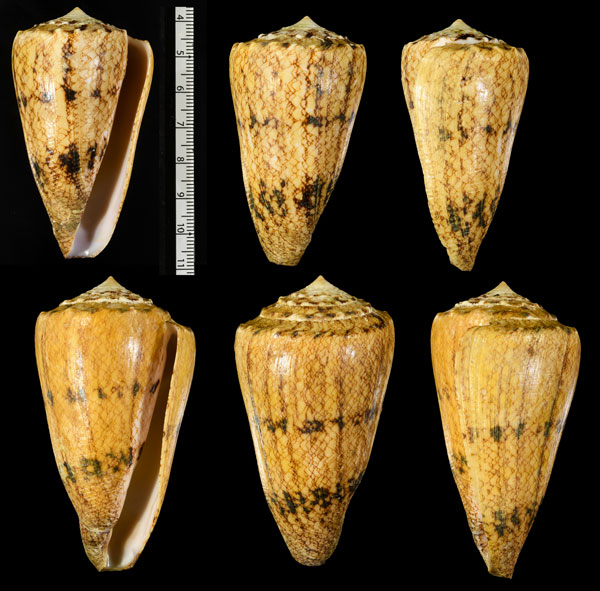 マサゴイモ Conus araneosus araneosus small