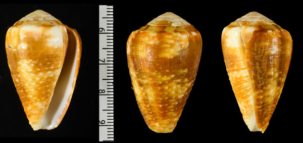 アカチャアラレイモ (仮称) Conus catus rubropapillosa small